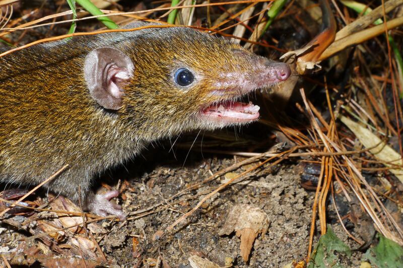 This undated photo released by World Wildlife Fund shows Hylomys macarong, a fanged furry hedgehog species found in Vietnam that was formally described from a specimen in the collection of the Smithsonian National Museum of Natural History.